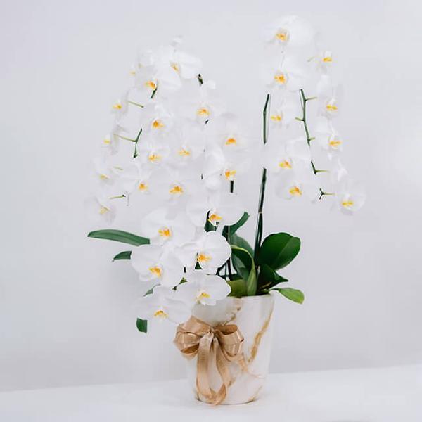 Orchid Plum Serene product image
