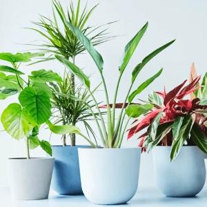 Potted Plants & Flowers ¥500 Gift Card product image