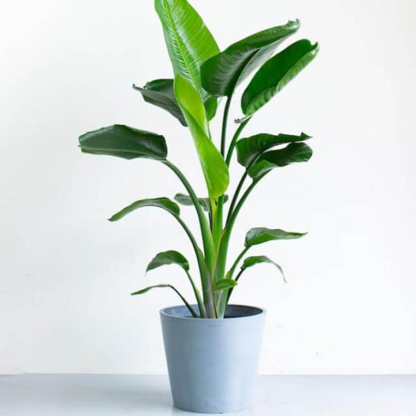Strelitzia Augusta (L) product image