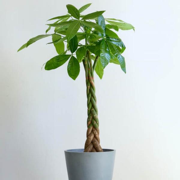 Twisted Pachira (L) product image