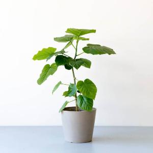 Ficus Umbellata (S) item image