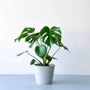 Monstera Deliciosa (S) item image