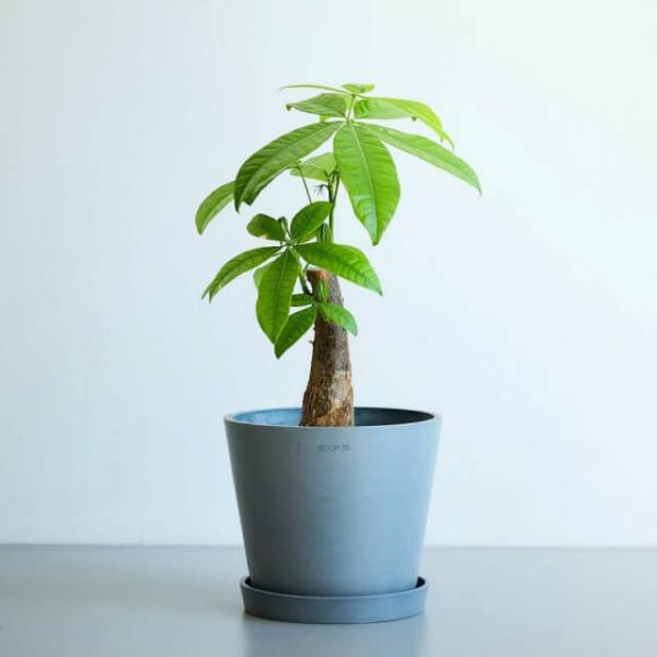 Pachira (S) product image