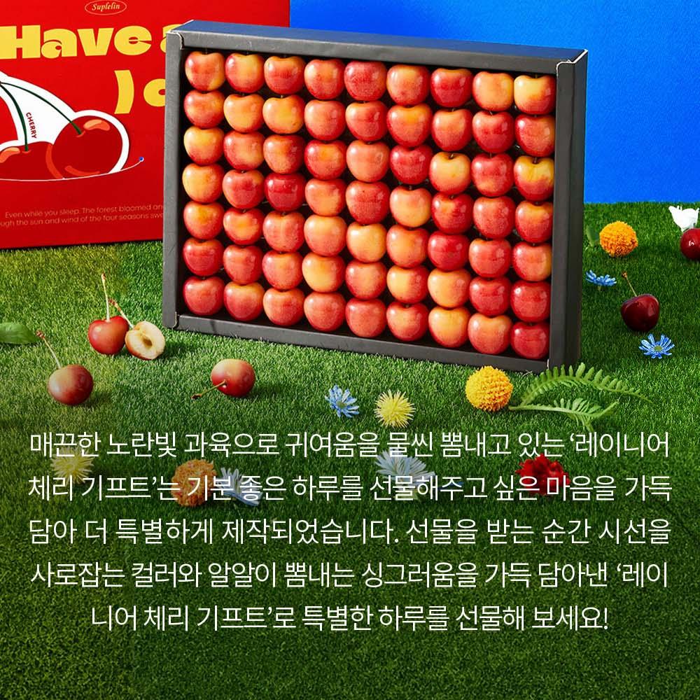 韓国スプリン爽やか “HAVE A CHERRY DAY” チェリーギフトセット 650g