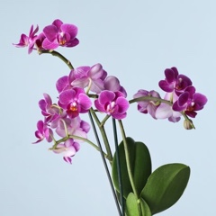 Orchids (Delivery) brand thumbnail image