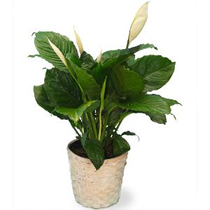Peace Lily product image